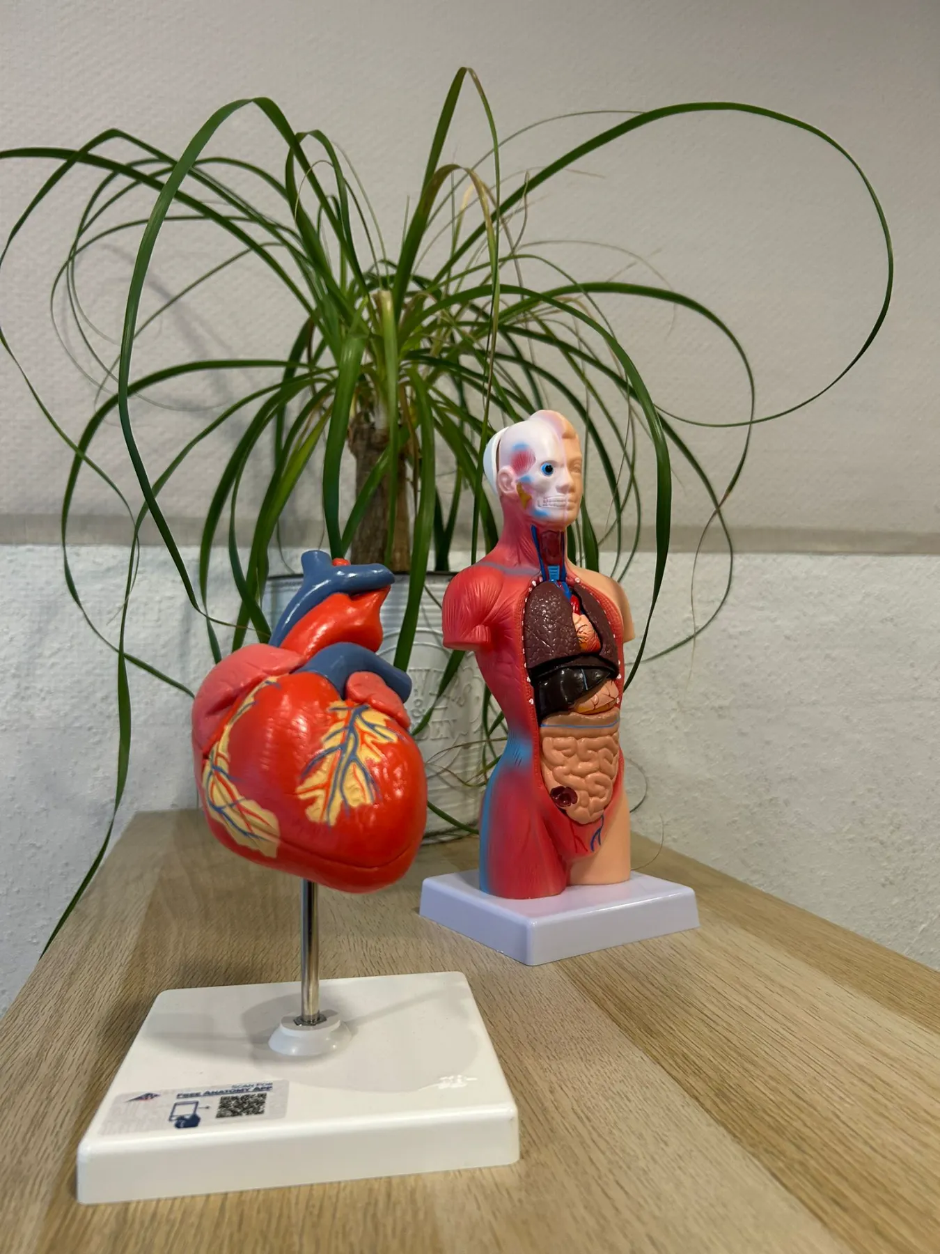 Anatomische Modelle von Herz und Oberkörper mit Organen auf einem Holztisch, im Hintergrund eine grüne Zimmerpflanze.